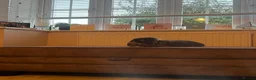 Mini Lop rabbits for sale: Gorgeous House rabbit (male)  - Advert 6