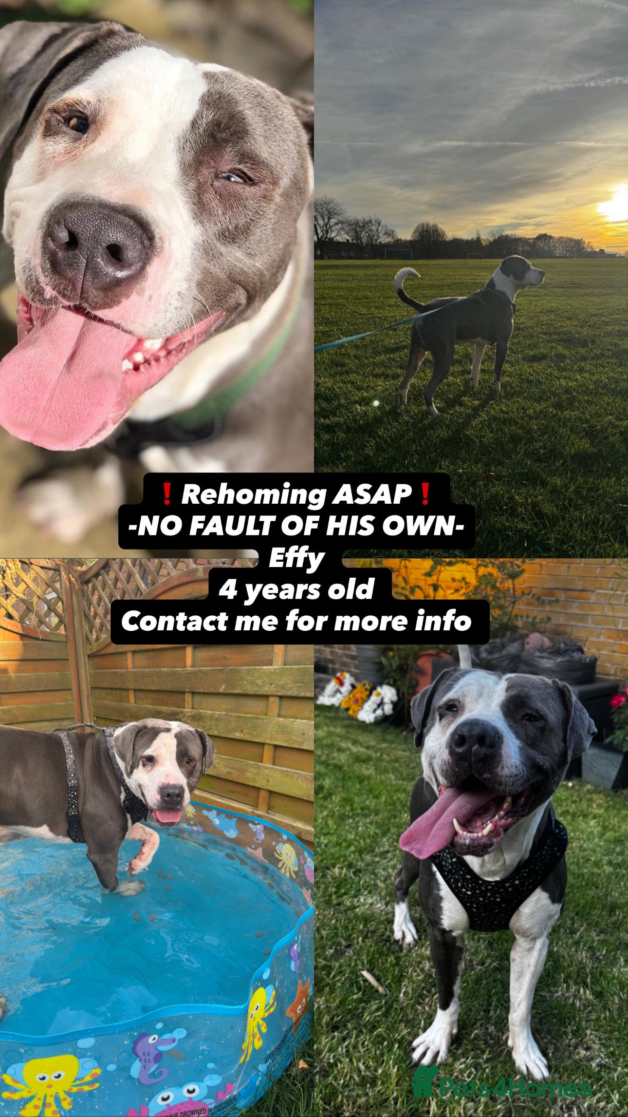 Mixed Breed dogs **REHOMING ASAP** - Advert 6