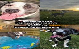 Mixed Breed dogs for sale: **REHOMING ASAP** - Advert 1