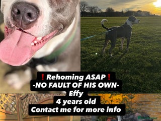 Mixed Breed dogs **REHOMING ASAP** - Advert 1