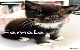 Mixed Breed cats for sale: Delightful mix-breed Siamese-black tabby-kittens - Image 12
