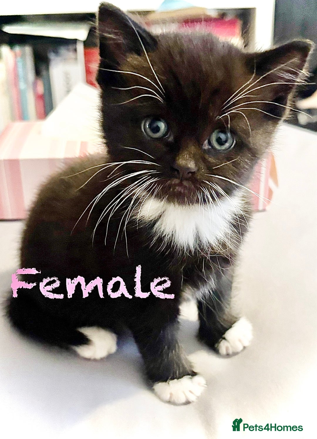 Mixed Breed cats for sale: Delightful mix-breed Siamese-black tabby-kittens - Image 12