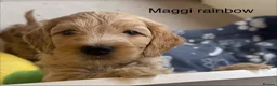 Australian Labradoodle dogs for sale: Australian x Irish doodle multi gen mix  - Advert 6