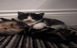 Mixed Breed cats for sale: Black and white kitten  - Image 6