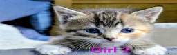 Mixed Breed cats for sale: Gorgeous Tabby Kittens for sale Ready June 17 - Advert 11
