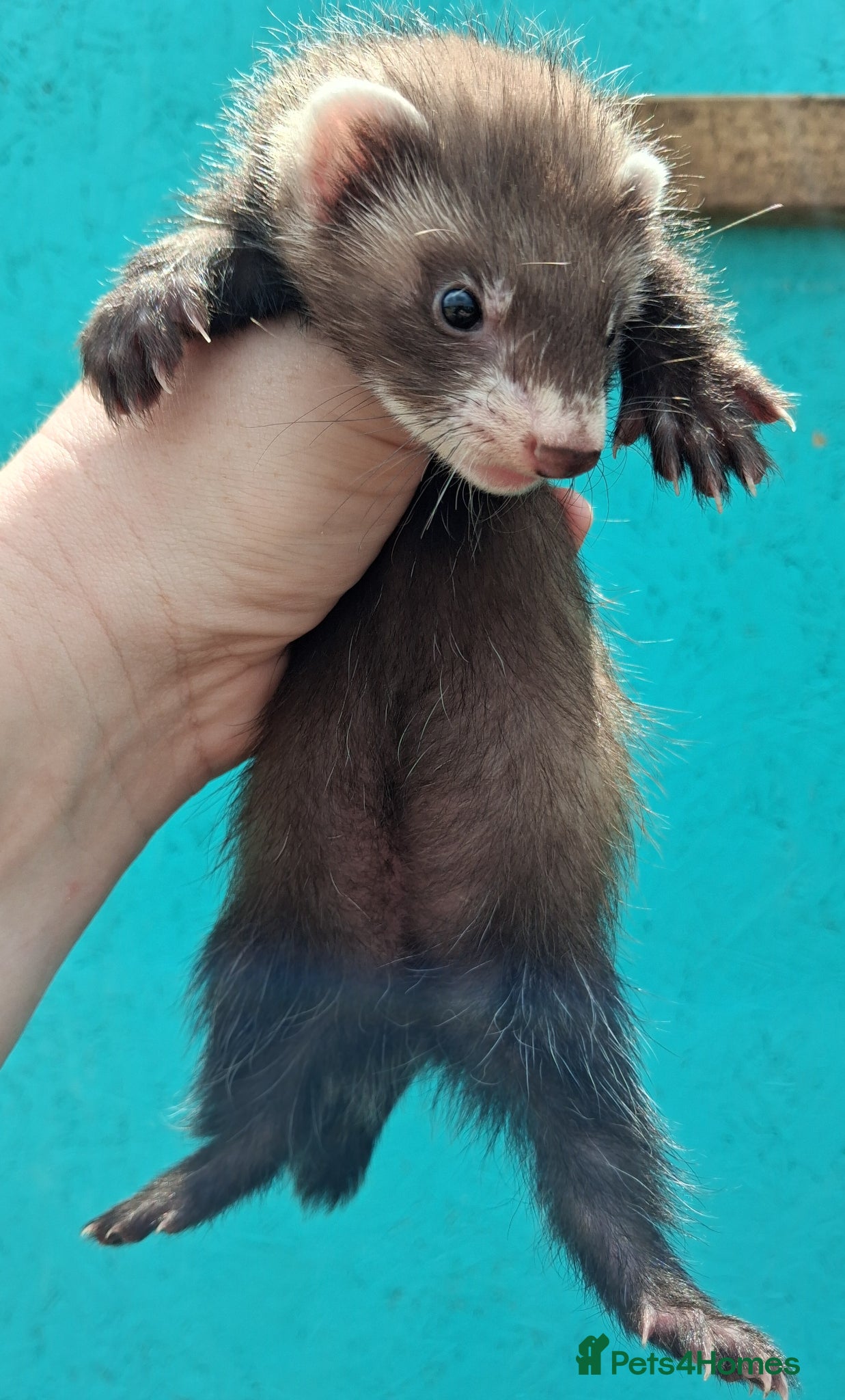 Ferret rodents for sale: Gorgeous jill 9 weeks old  - Advert 1