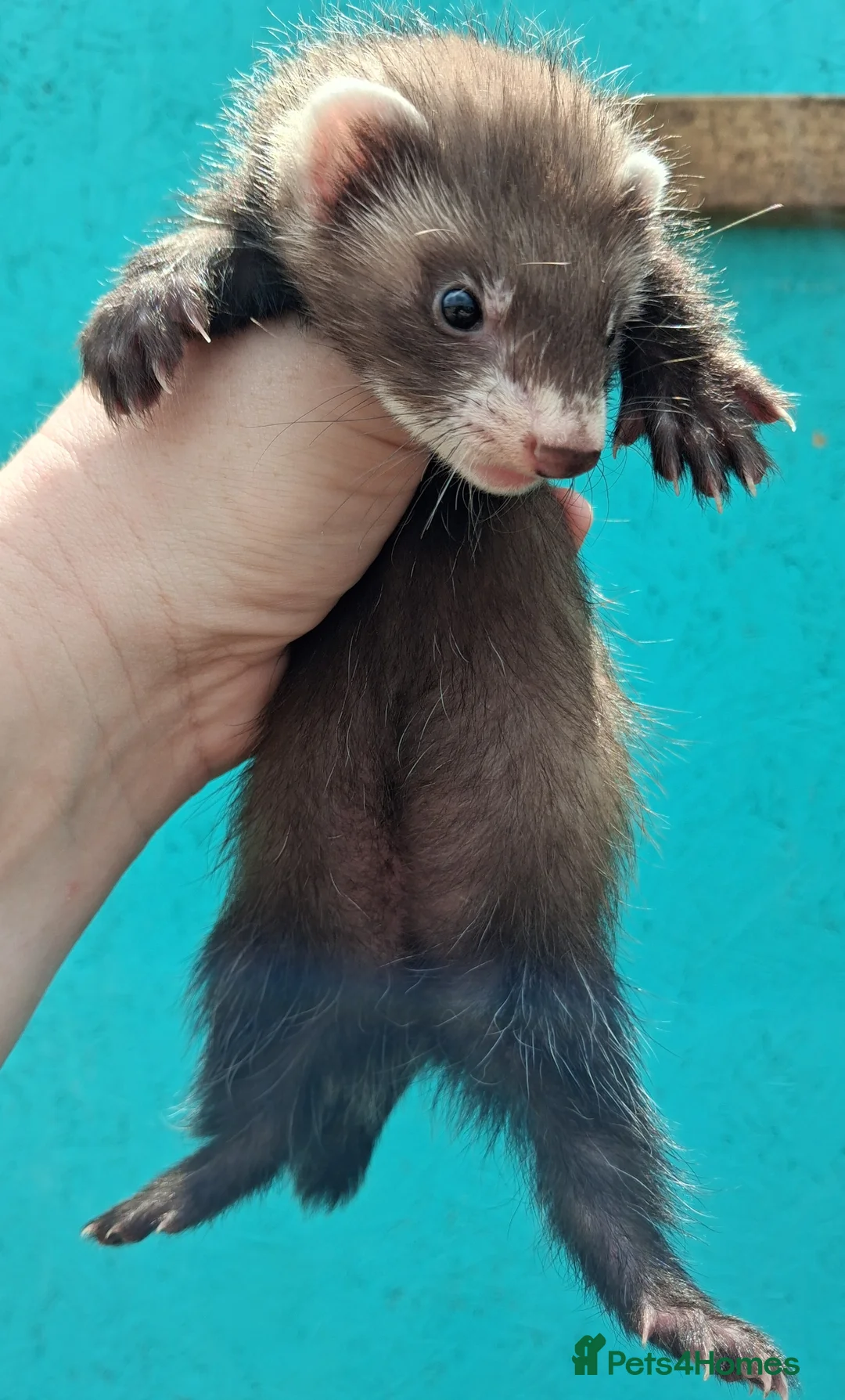 Ferret rodents for sale: Gorgeous jill 9 weeks old  - Advert 1