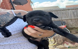 Mixed Breed dogs for sale: Beautiful American bulldog x cane corso puppies - Image 10