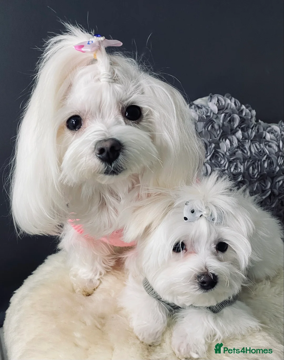 Maltese dogs for sale: ✨ Outstanding KC korean Maltese Puppies ✨ - Advert 19