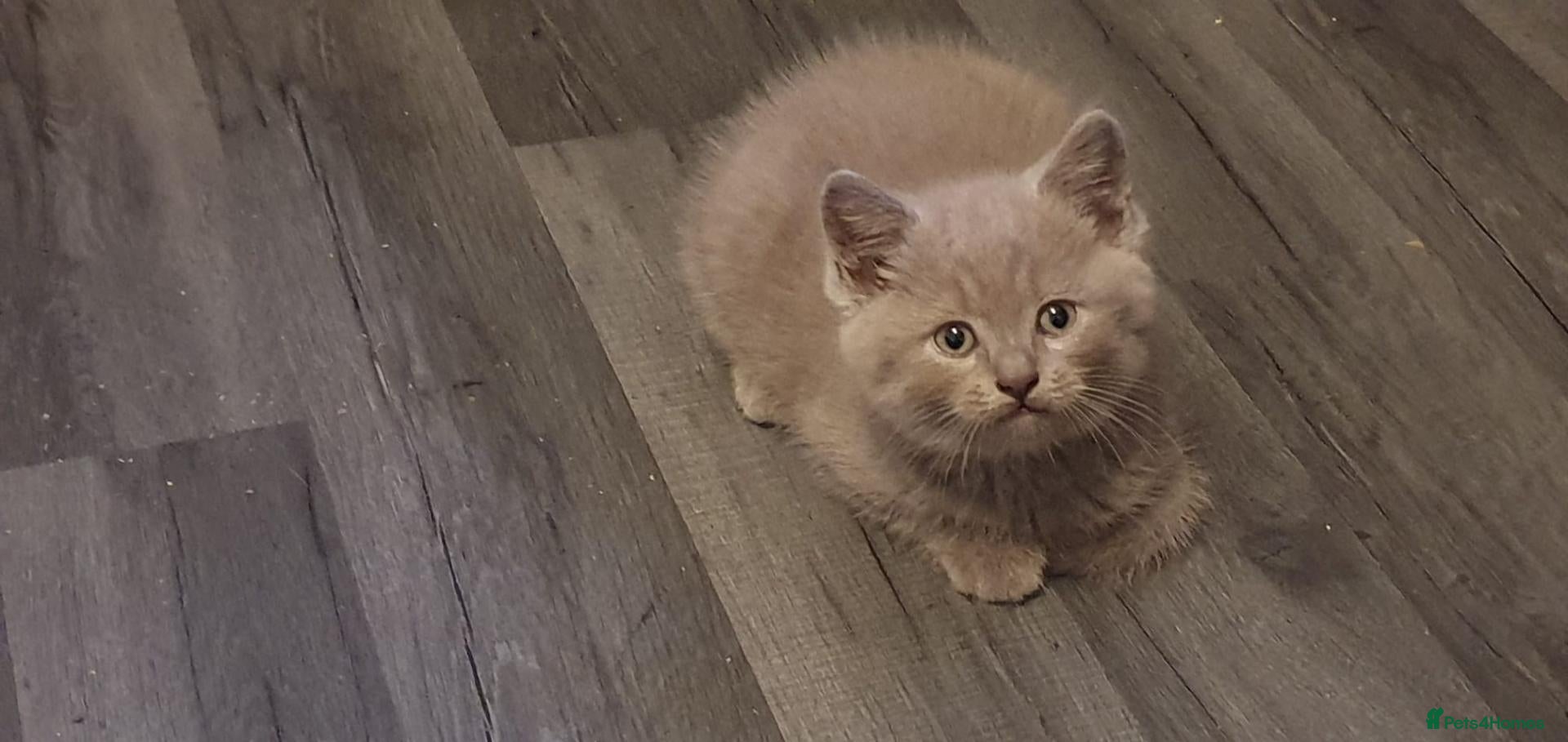 British Shorthair cats British short hair lilac tabbys - Advert 1