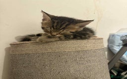 Savannah cats for sale: 3 beautiful kittens  - Image 25