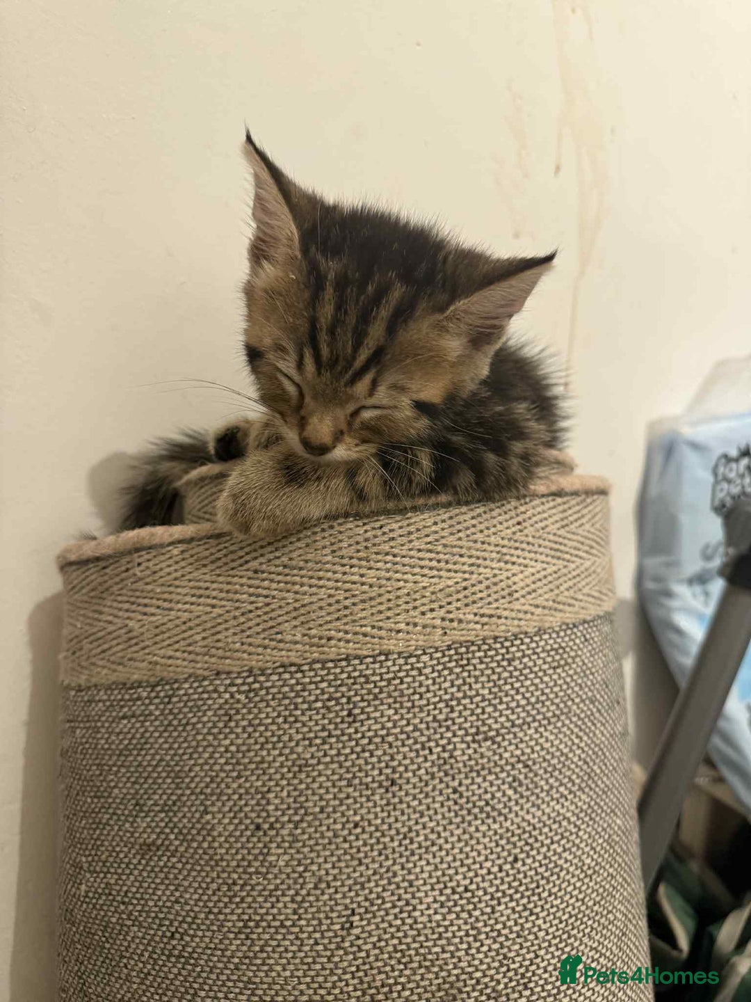 Savannah cats for sale: 3 beautiful kittens  - Image 25