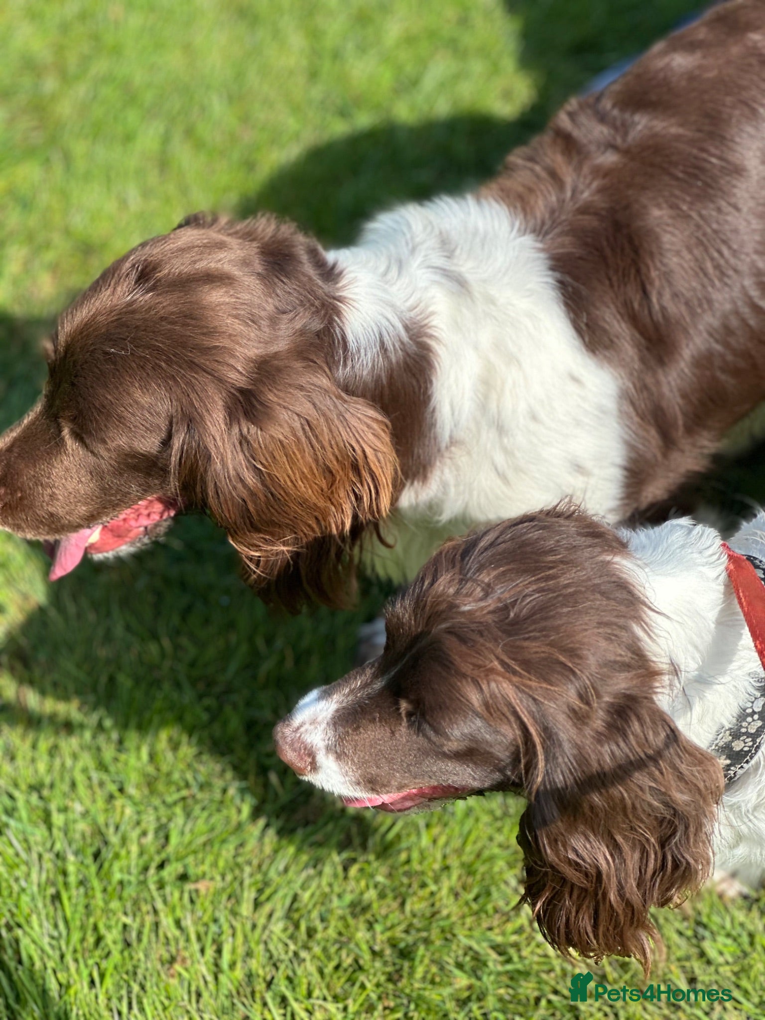 English Springer Spaniel dogs Adorable Kennel club registered ESS puppies  - Advert 2