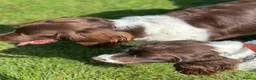 English Springer Spaniel dogs for sale: Adorable Kennel club registered ESS puppies  - Advert 5