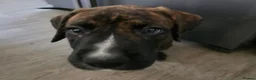 Mixed Breed dogs for sale: 2 Lurcher x Boxer puppies - Advert 20
