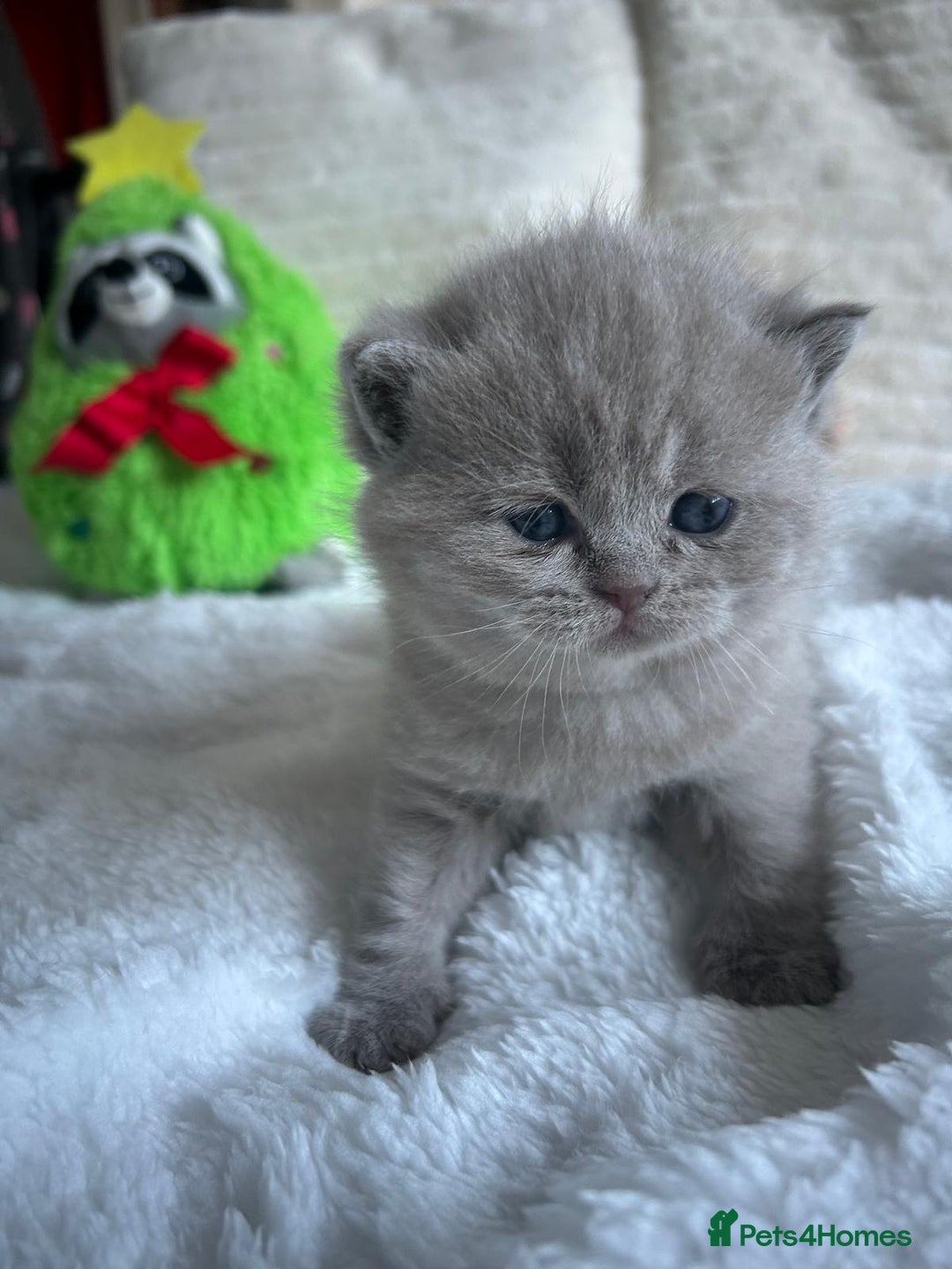 British Shorthair cats for sale: GCCF BRITISH SHORTHAIR KITTENS - Advert 14