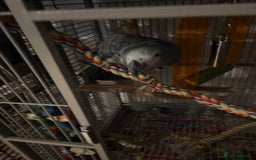 Parrots birds for sale: Semi Tame African Grey - Image 11