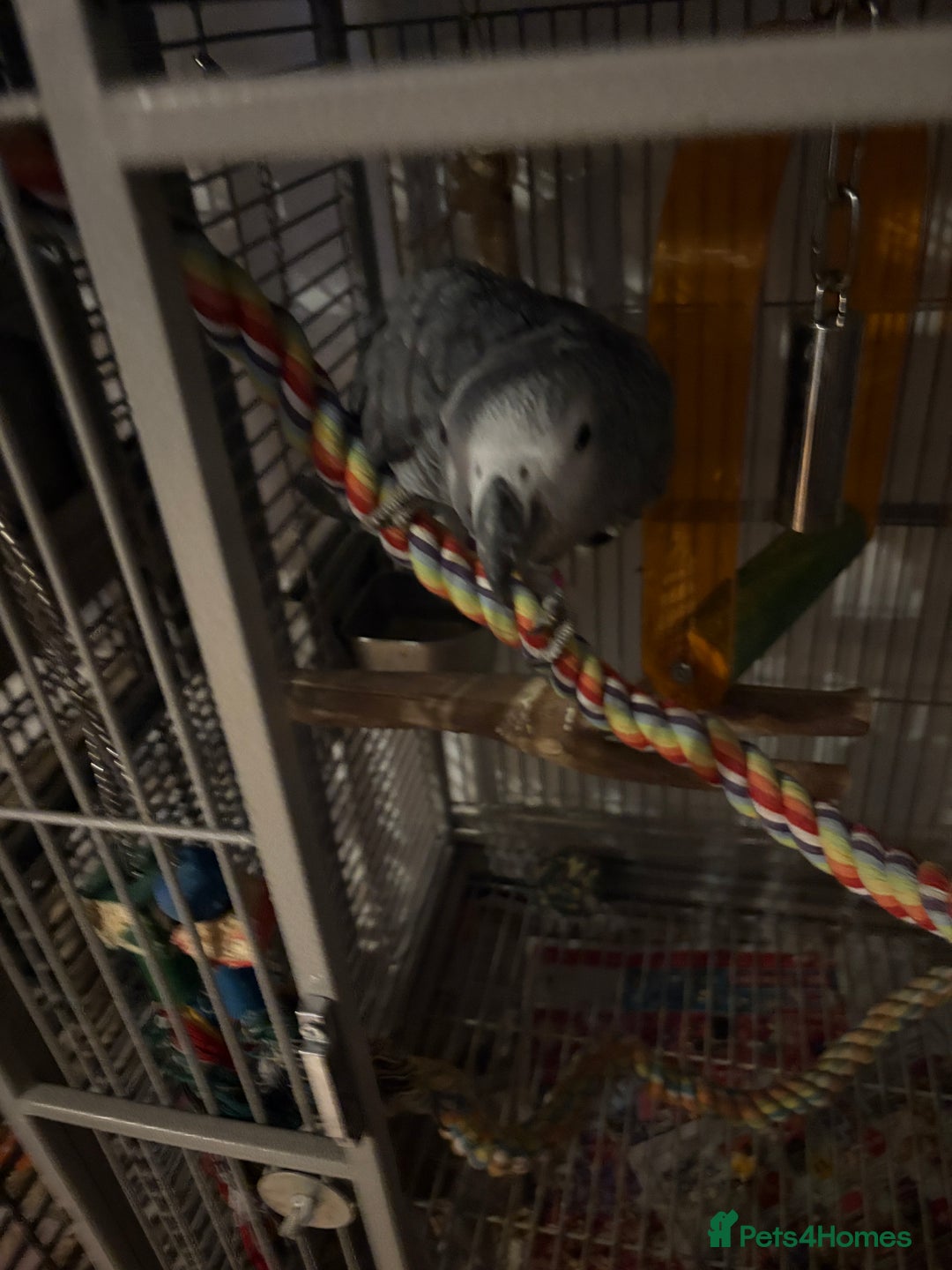 Parrots birds for sale: Semi Tame African Grey - Image 11