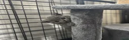 British Shorthair cats for sale: British shorthair kittens - Advert 16