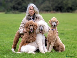 Standard Poodle dogs for stud: KC reg. Comprehensively health checked standard in Newport - Advert 1