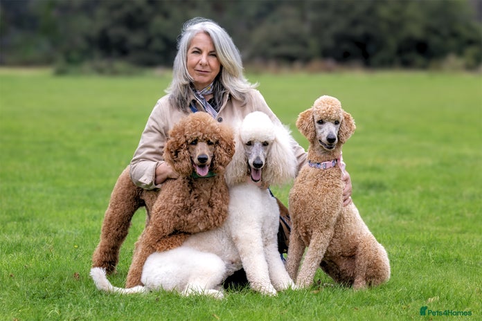 Standard Poodle dogs KC reg. Comprehensively health checked standard in Newport - Advert 2