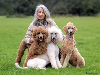 Standard Poodle dogs KC reg. Comprehensively health checked standard in Newport - Advert 7