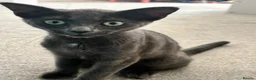 Scottish Fold cats for sale: Skyyy - Advert 6