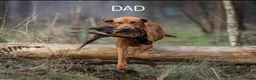 Labrador Retriever dogs for sale: Kc Registered Fox Red Labradors - Champion Lines - Advert 12