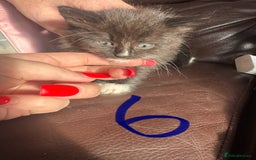 Mixed Breed cats for sale: 6 kittens for sale  - Image 6