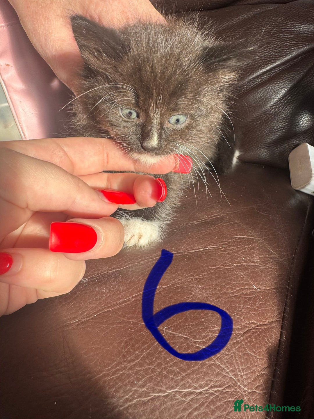 Mixed Breed cats for sale: 6 kittens for sale  - Image 6