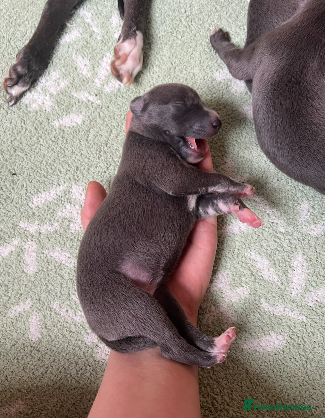 Whippet dogs for sale: 💙 Whippet Puppies – Beautiful Blue Litter 💙 - Image 16