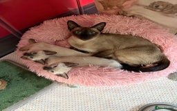 Siamese cats for sale: 2 male sealpoint siamese  - Image 4