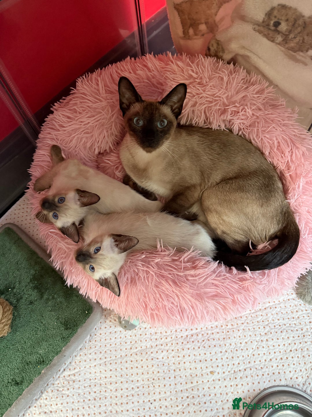 Siamese cats for sale: 2 male sealpoint siamese  - Image 4