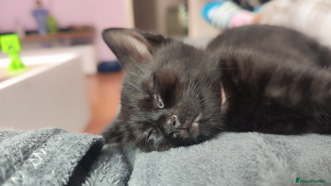 Mixed Breed cats for sale: Kittens for free  - Image 10