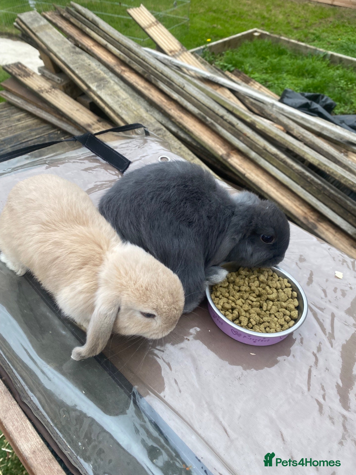 Mini Lop rabbits 2 baby mini lop rabbits  - Advert 2
