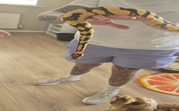 Python Snake reptiles for sale: Super orange dream het pied  - Image 2