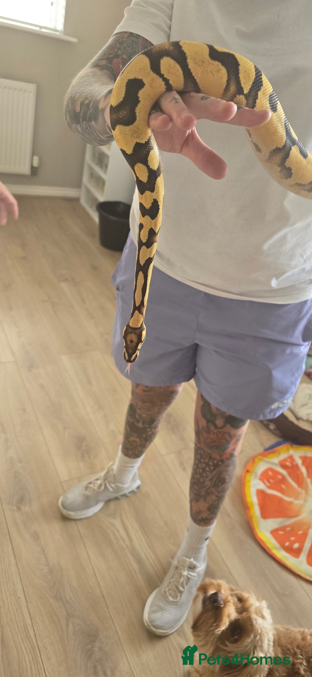 Python Snake reptiles for sale: Super orange dream het pied  - Image 2