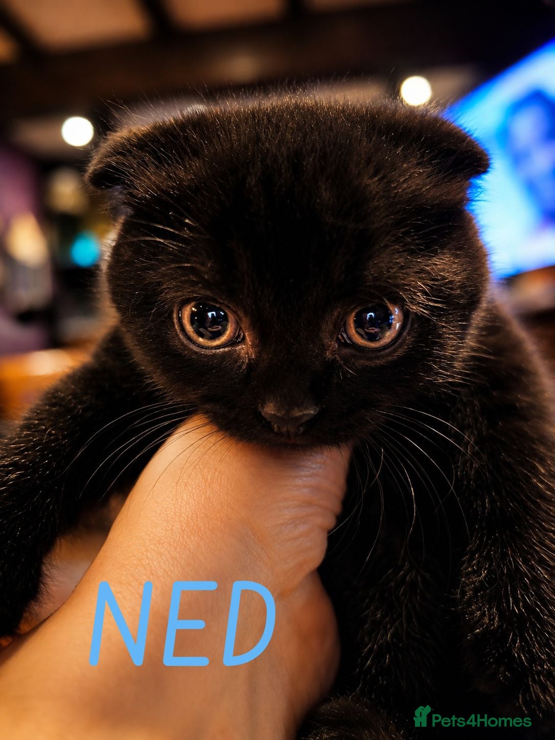 Mixed Breed cats Scottish Fold & Scottish straight Cross kittens  - Advert 11