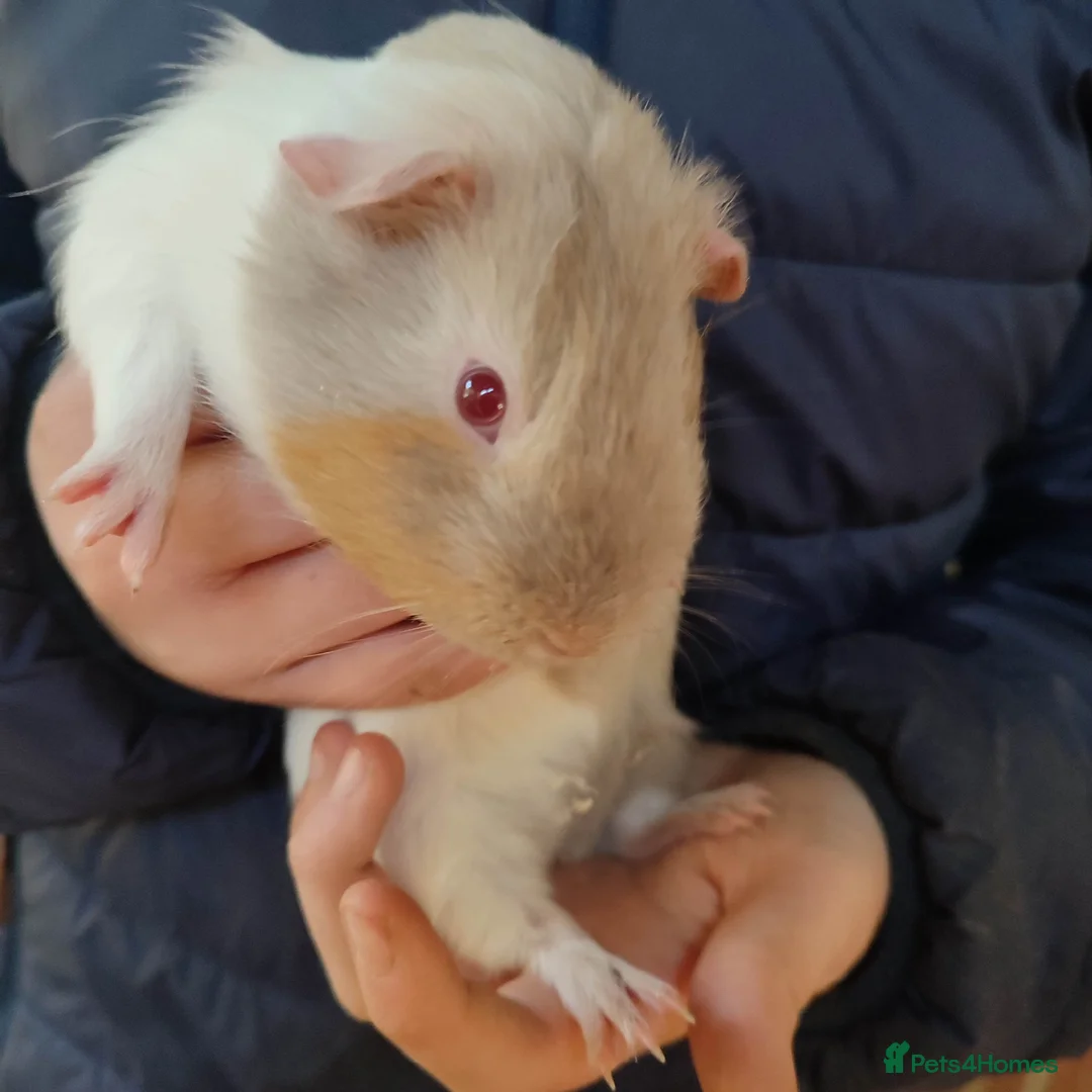 Guinea Pig rodents for sale: Guinea pigs for sale  - Advert 16