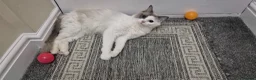 Ragdoll cats for sale: Beautiful Female Ragdoll Looking for a Loving Home - Advert 6