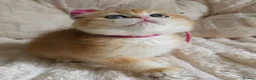 Scottish Fold cats for sale: ⭐️ Top Quality Scottish Fold Kittens ⭐️ - Advert 21