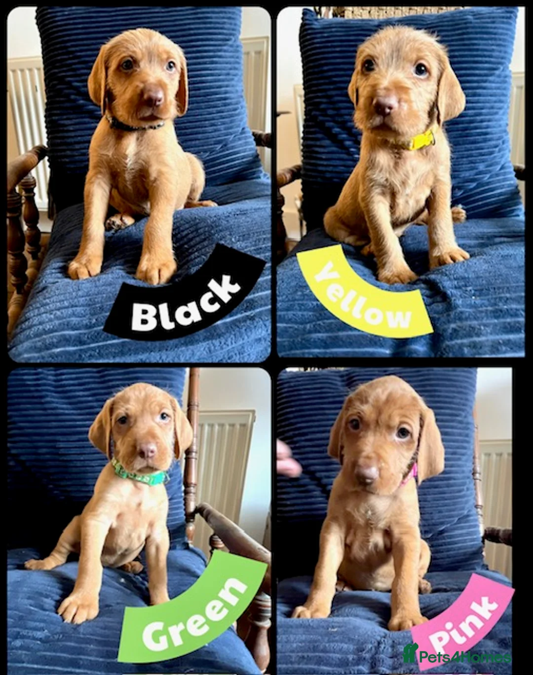 Hungarian Vizsla dogs for sale: Exceptional Kennel Club Registered Litter in Dalry - Advert 4