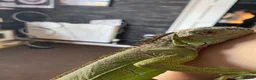 Iguana reptiles for sale: 11 month old green iguana  - Advert 10