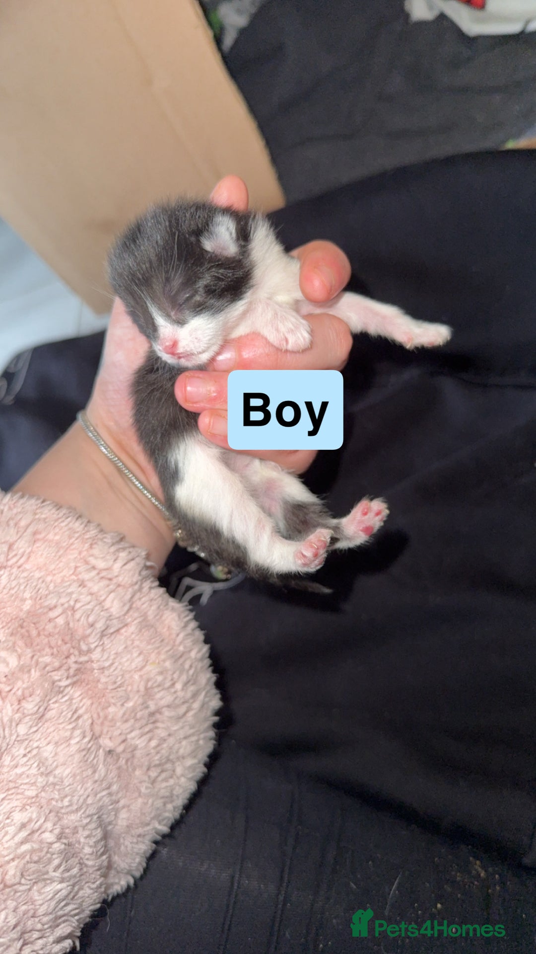 Mixed Breed cats for sale: Kitten - Advert 6