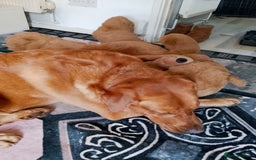 Labrador Retriever dogs for stud: Sir Bonzo - Image 9