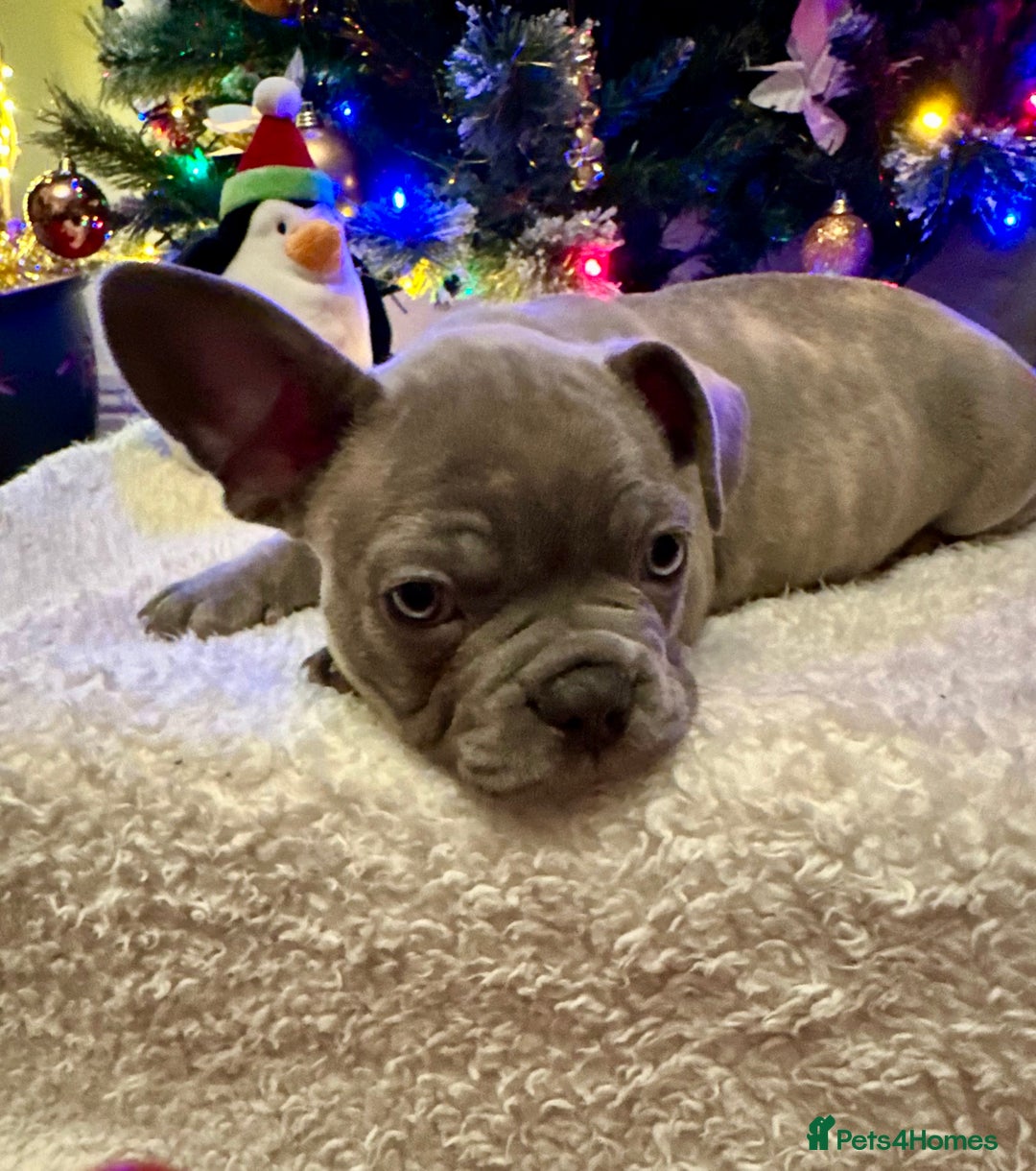 French Bulldog dogs for sale: French Bulldog Puppies  - Advert 7