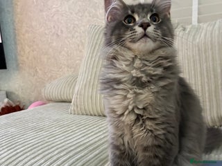 Maine Coon cats Maine coon XL - Advert 1