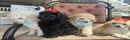 Miniature Poodle dogs for sale: Pedigree club registered Miniature poodles  - Advert 22