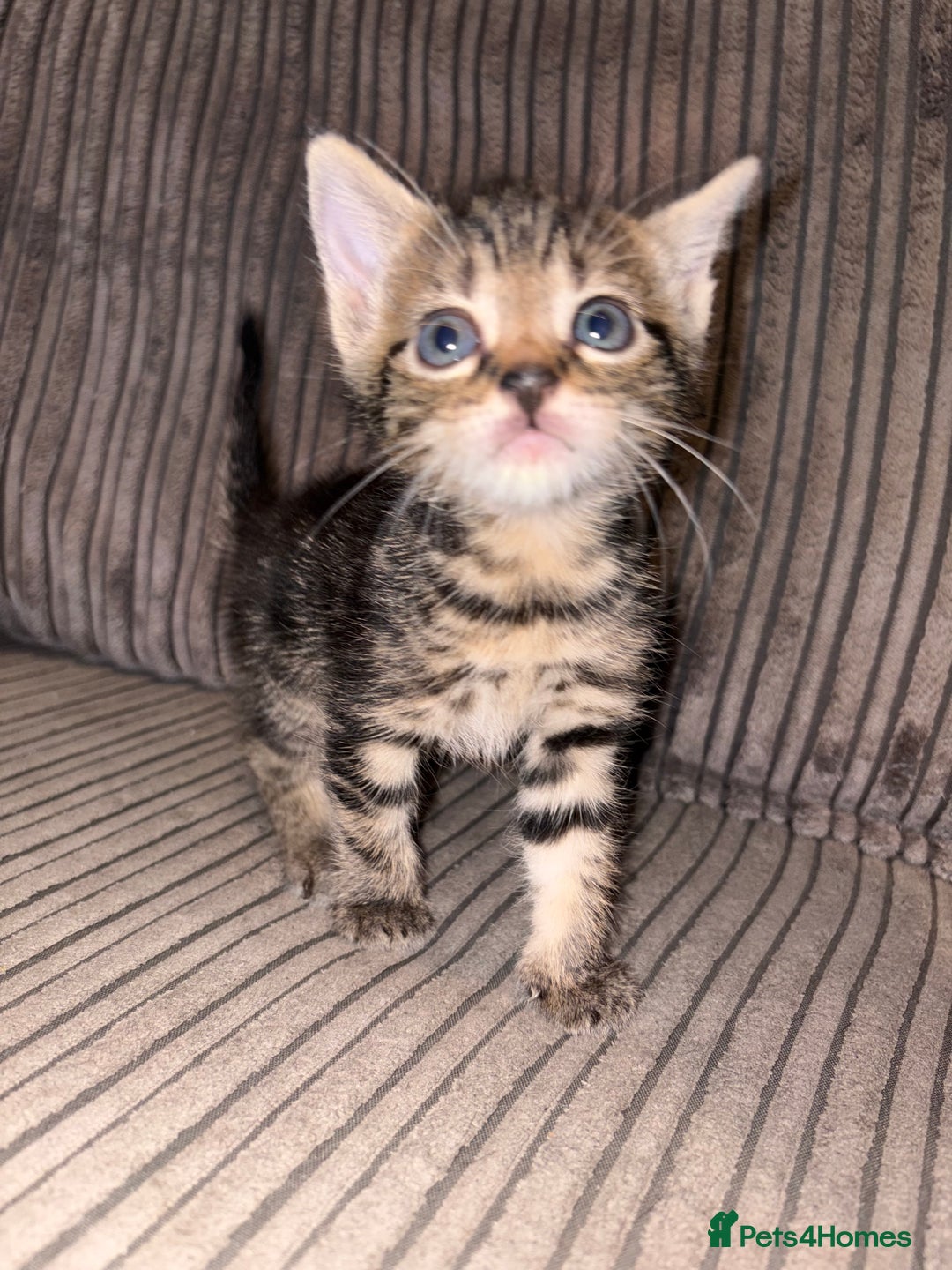 Domestic Shorthair cats for sale: 4 gorgeous Tabby kittens ready 26-1-26 - Advert 6