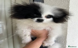 Pomeranian dogs for sale: Beautiful Panda Pom - Image 3